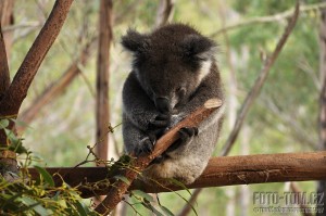 Austrálie, Tasmánie - koala spinká