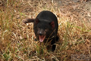 Mládě tasmanského čerta - tasmanian devil