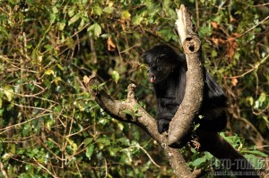 Spider monkey, Guatemala