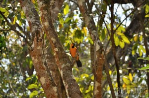 Pták Altamira, Máyské ruiny Copán, Honduras