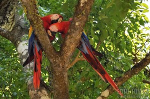 Zamilovaní papoušci Ara Macao - Scarlet - Copan, Honduras