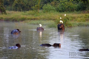 Safari v parku Uda Walawe - Srí Lanka